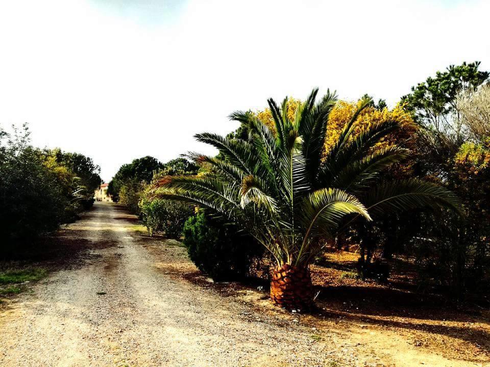 Il Lentischio Del Sinis Villa Putzu Idu Luaran gambar
